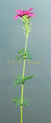  Flowering shoot